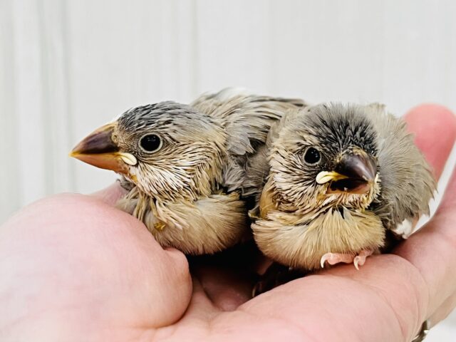 贅沢〜♡元気いっぱい!パステル文鳥の雛入舎しました! パステル文鳥