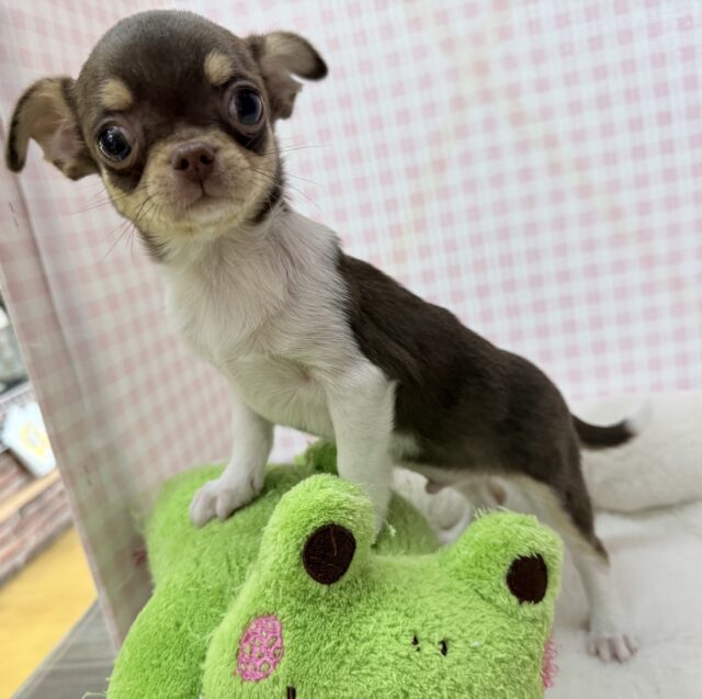 チワワ