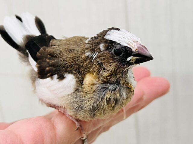 ぬべーっと白ベレー帽🧢十姉妹の雛だよ♡ 十姉妹(ジュウシマツ)