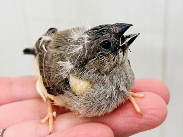 パチパチ✨弾ける線香花火🎆キンカ鳥の雛だよ☆ 錦花鳥(キンカチョウ)