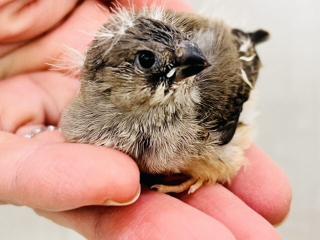 パチパチ✨弾ける線香花火🎆キンカ鳥の雛だよ☆ 錦花鳥(キンカチョウ)