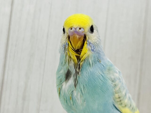 ぽつっとホクロちゃん🖤セキセイインコのパステルレインボースパングル🌈 セキセイインコ