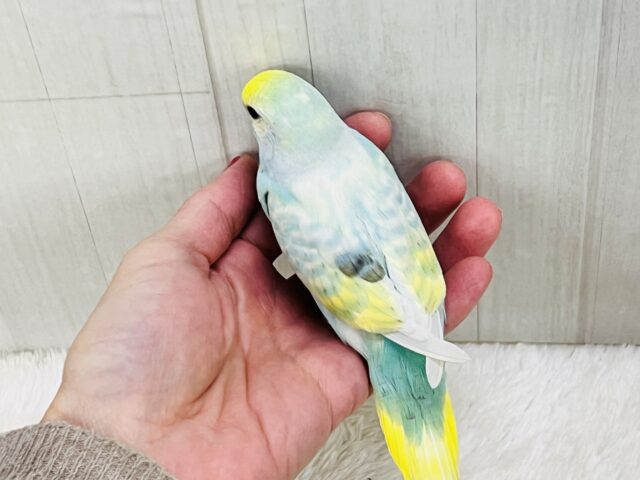 ぽつっとホクロちゃん🖤セキセイインコのパステルレインボースパングル🌈 セキセイインコ