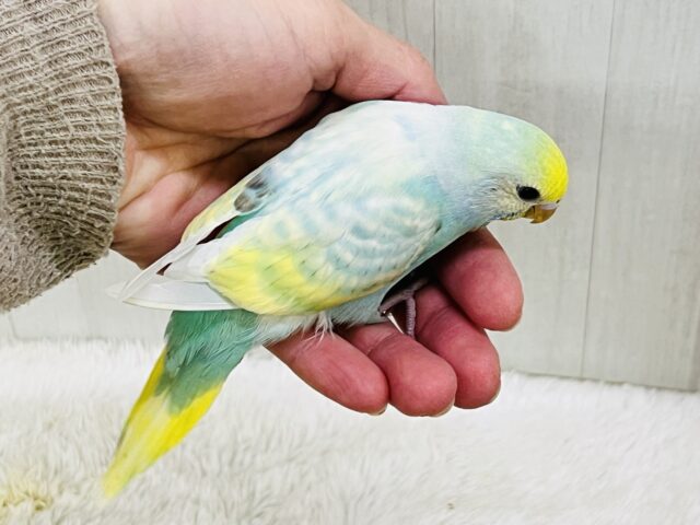 ぽつっとホクロちゃん🖤セキセイインコのパステルレインボースパングル🌈 セキセイインコ
