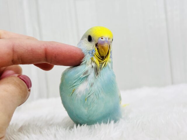 ぽつっとホクロちゃん🖤セキセイインコのパステルレインボースパングル🌈 セキセイインコ