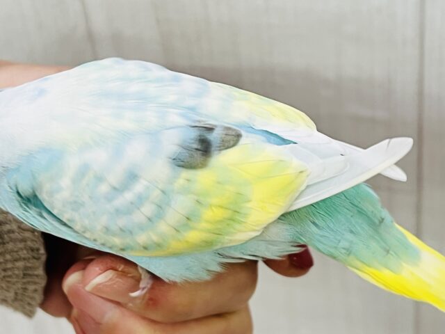 ぽつっとホクロちゃん🖤セキセイインコのパステルレインボースパングル🌈 セキセイインコ