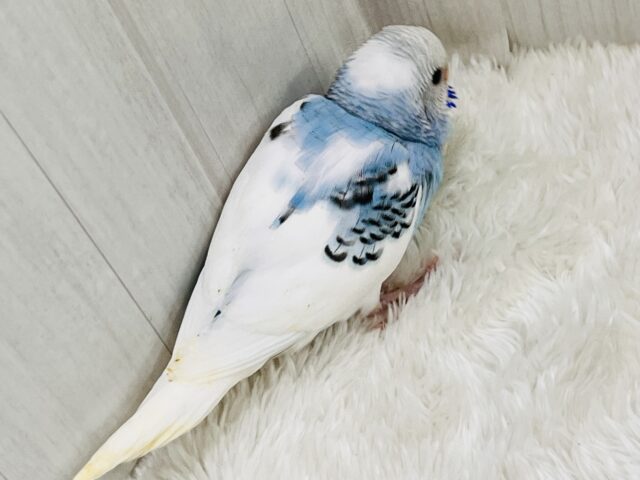 さっぱりシュワワワ🥂ソーダフロート🍨セキセイインコのブルーパイド🩵 セキセイインコ