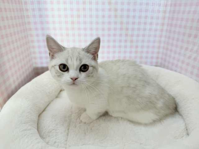 マンチカン
