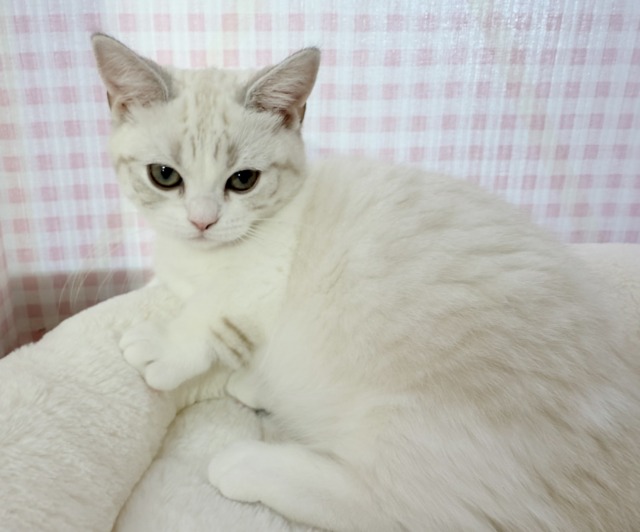 マンチカン