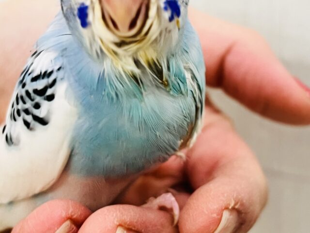 さっぱりシュワワワ🥂ソーダフロート🍨セキセイインコのブルーパイド🩵 セキセイインコ
