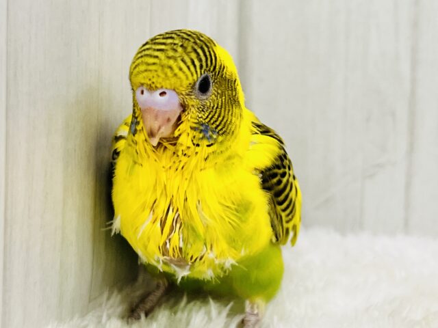 のりたまパッパ🍚🍳個性爆発系セキセイインコ💛 セキセイインコ