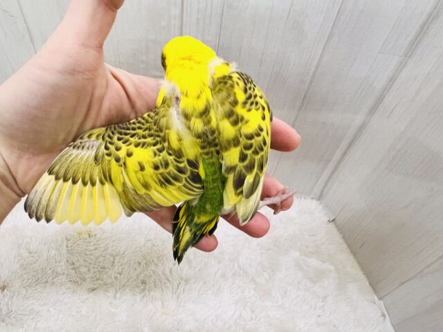 のりたまパッパ🍚🍳個性爆発系セキセイインコ💛 セキセイインコ