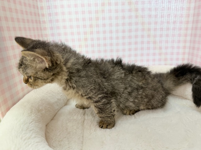 最新📷激甘々!ラムキンちゃん! ラムキン