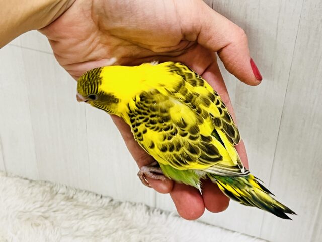 のりたまパッパ🍚🍳個性爆発系セキセイインコ💛 セキセイインコ