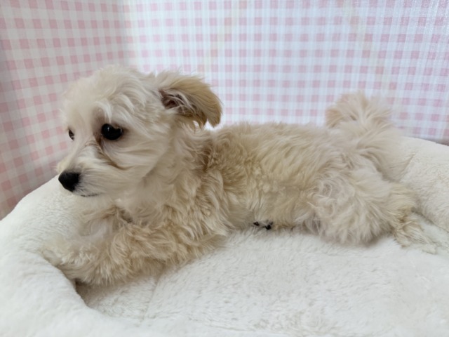 マルプー