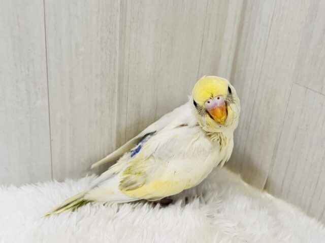 激レア‼︎あわあわ🫧セキセイインコのパステル4色ハルクイン🌟 セキセイインコ