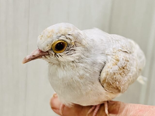 ウスユキバト