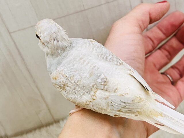 柔らかなオレンジカラー🧡激レア!うすゆきバト入舎しています🌟 ウスユキバト