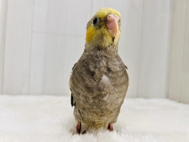 画像更新☆ピカっと黄色のほっぺ♡これから素敵に育つんだ!オカメインコのノーマルカラー🩶 オカメインコ