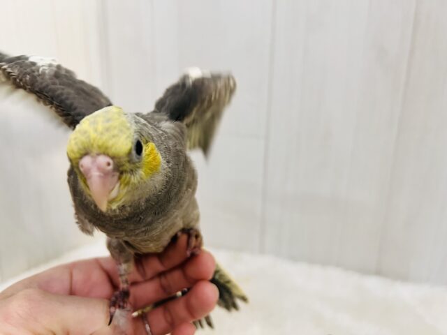 画像更新☆ピカっと黄色のほっぺ♡これから素敵に育つんだ!オカメインコのノーマルカラー🩶 オカメインコ