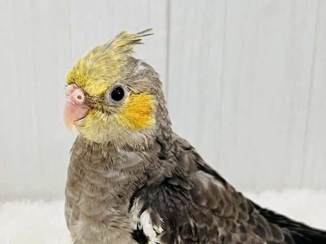 オカメインコ