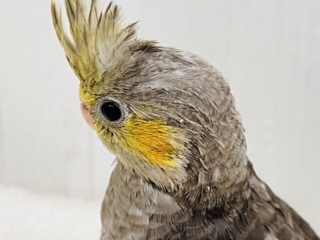 画像更新☆ピカっと黄色のほっぺ♡これから素敵に育つんだ!オカメインコのノーマルカラー🩶 オカメインコ