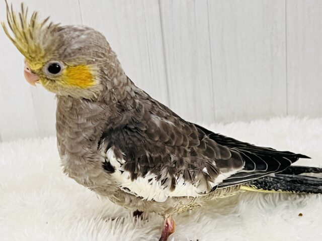 オカメインコ