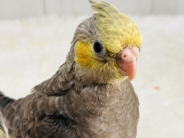 オカメインコ
