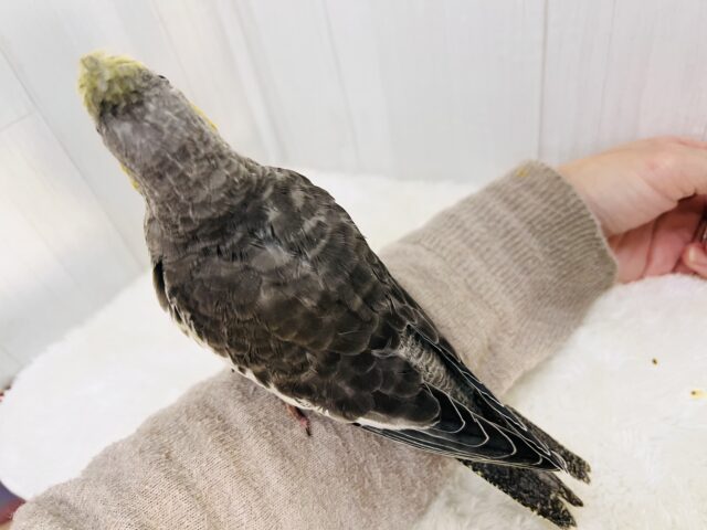 オカメインコ