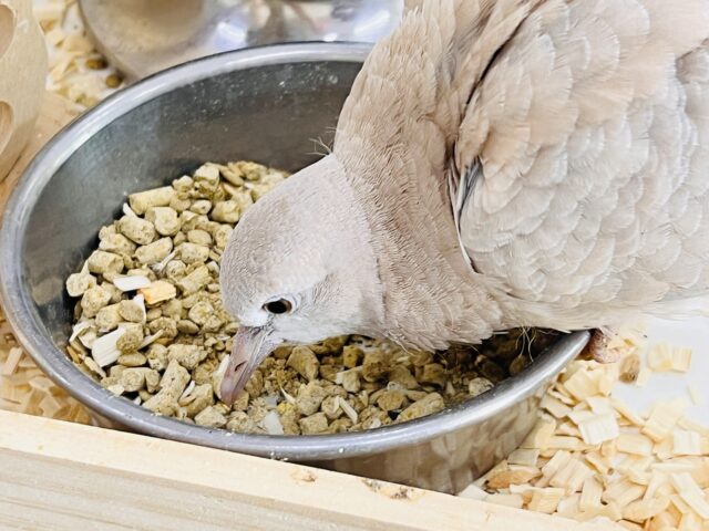 画像更新☆まだワキワキ♡ジュズカケバト☆ ジュズカケバト