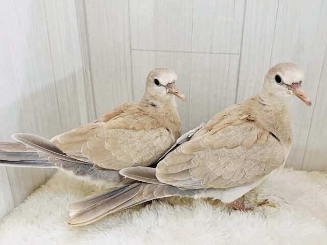 画像更新☆まだワキワキ♡ジュズカケバト☆ ジュズカケバト