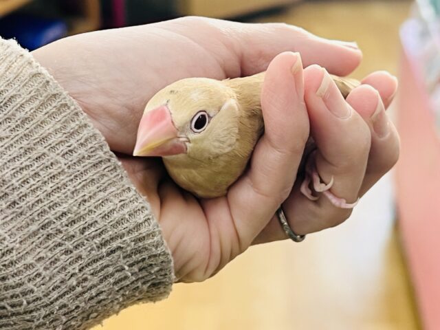 濃厚キャラメル🍬濃く濃くなりました✨シナモン文鳥! シナモン文鳥