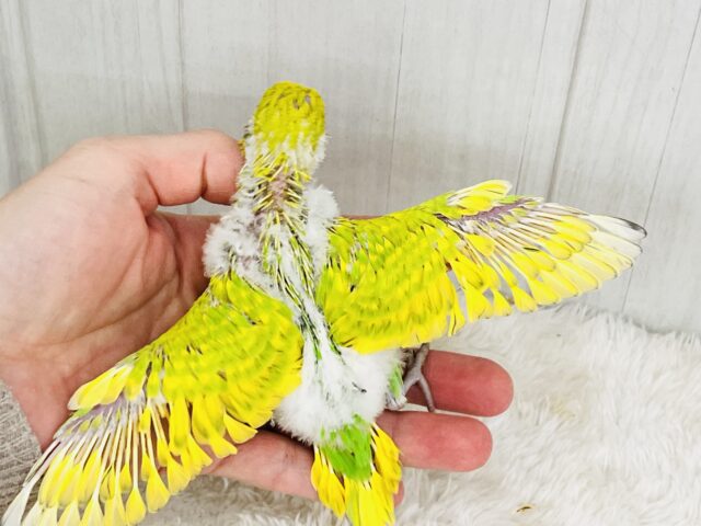 ピヨピヨ🐣初心者マーク背負ってます🔰セキセイインコ(グリーンスパングル) セキセイインコ