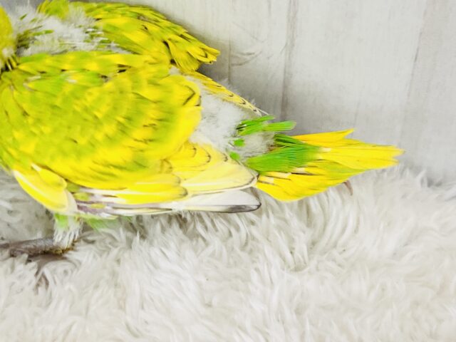 ピヨピヨ🐣初心者マーク背負ってます🔰セキセイインコ(グリーンスパングル) セキセイインコ