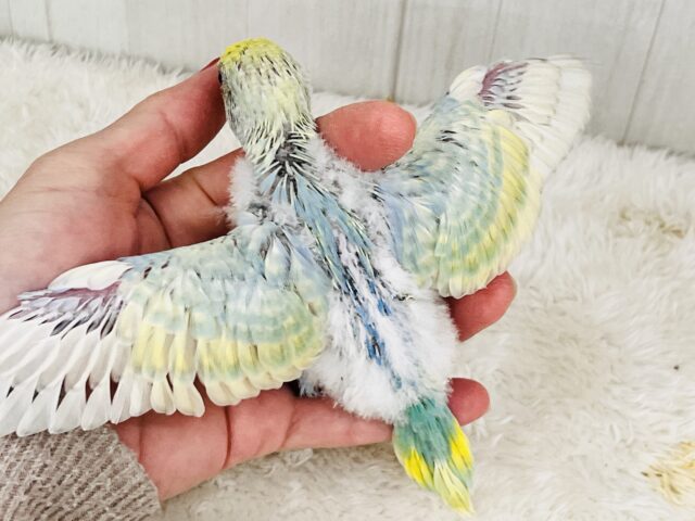 ちょっと不思議ちゃん?複雑な色のセキセイインコ☆パステルレインボー🌈 セキセイインコ