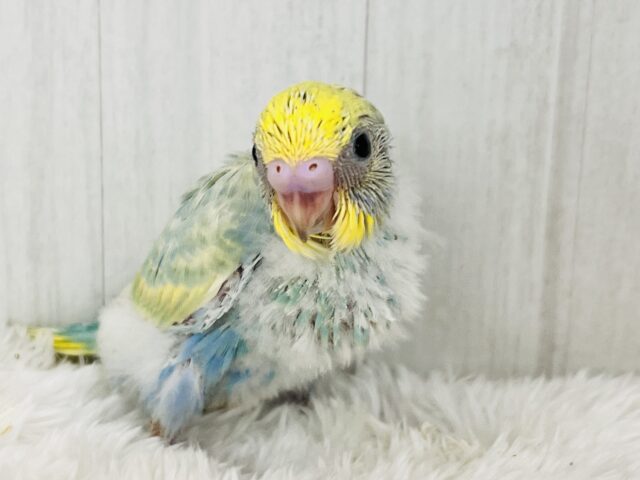 ちょっと不思議ちゃん?複雑な色のセキセイインコ☆パステルレインボー🌈 セキセイインコ