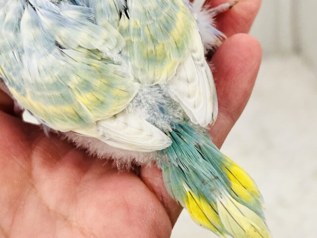 ちょっと不思議ちゃん?複雑な色のセキセイインコ☆パステルレインボー🌈 セキセイインコ