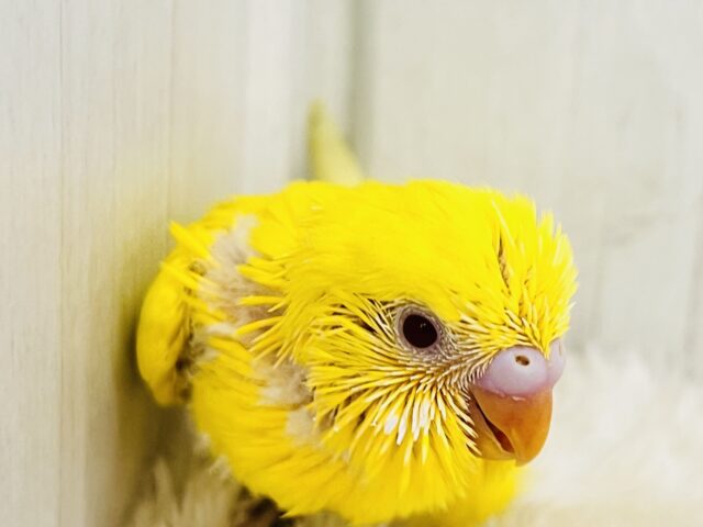 ピッカリーン✨ビタミンカラーのハッピーベイビー🐥セキセイインコのルチノー💛 セキセイインコ