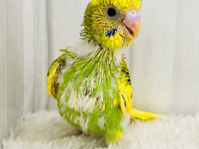ひまわりカラー🌻元気いっぱい!セキセイインコのグリーンパイド! セキセイインコ