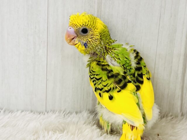 ひまわりカラー🌻元気いっぱい!セキセイインコのグリーンパイド! セキセイインコ