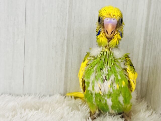 ひまわりカラー🌻元気いっぱい!セキセイインコのグリーンパイド! セキセイインコ