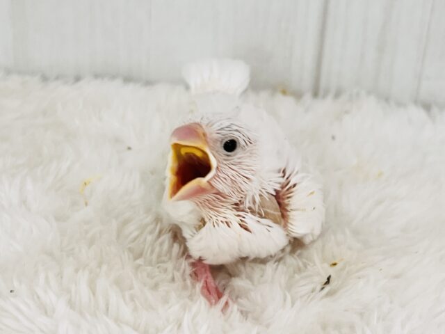 画像更新☆イチゴ大福🍓真っ白キラキラした✨純白な白文鳥の雛入舎です☆ 白文鳥