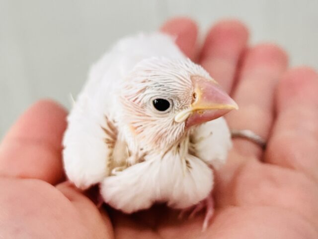 画像更新☆イチゴ大福🍓真っ白キラキラした✨純白な白文鳥の雛入舎です☆ 白文鳥