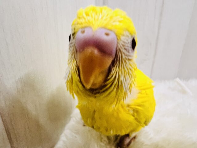 ピッカリーン✨ビタミンカラーのハッピーベイビー🐥セキセイインコのルチノー💛 セキセイインコ