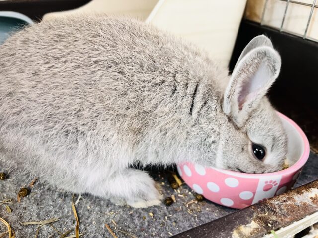 激カワ‼︎💓人好きすぎるぅ🎶ネザーランドドワーフラビットくん🌟 ネザーランドドワーフ