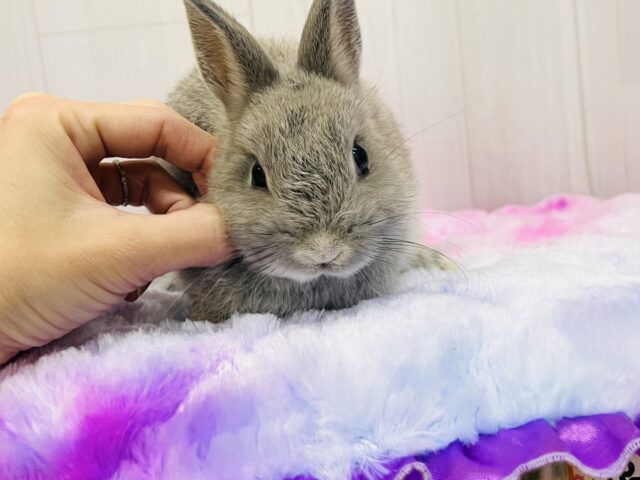 激カワ‼︎💓人好きすぎるぅ🎶ネザーランドドワーフラビットくん🌟 ネザーランドドワーフ