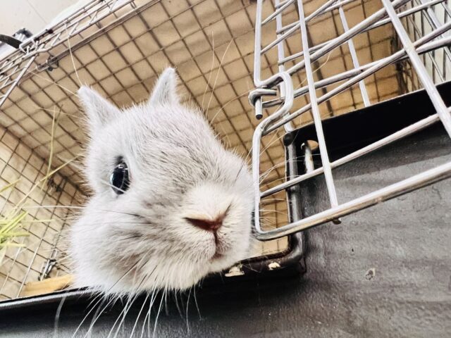 激カワ‼︎💓人好きすぎるぅ🎶ネザーランドドワーフラビットくん🌟 ネザーランドドワーフ