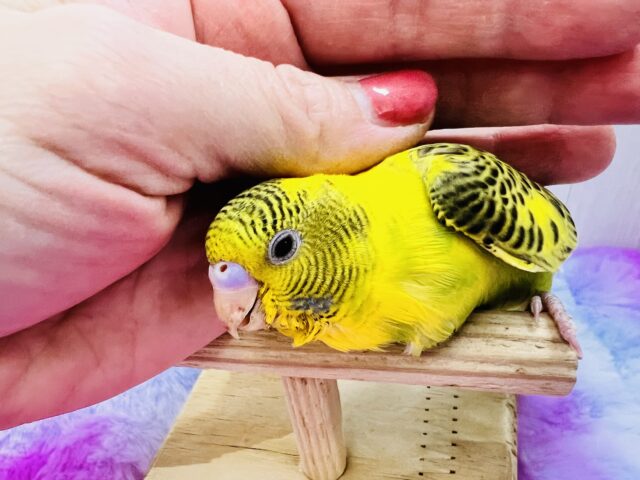のりたまパッパ🍚🍳個性爆発系セキセイインコ💛 セキセイインコ