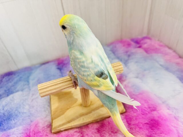 ぽつっとホクロちゃん🖤セキセイインコのパステルレインボースパングル🌈 セキセイインコ