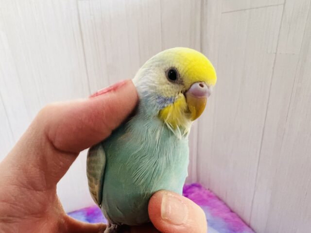 ぽつっとホクロちゃん🖤セキセイインコのパステルレインボースパングル🌈 セキセイインコ